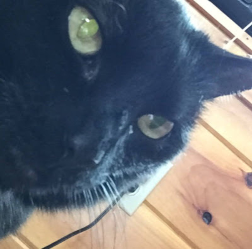 Meet your Posher, Allie